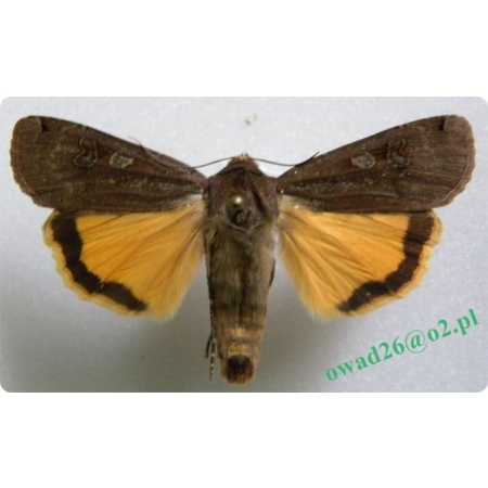 Noctua pronuba (Linnaeus, 1758)